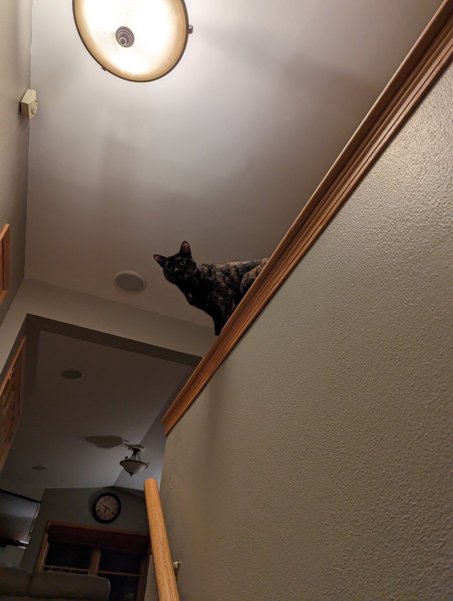 GibsonTheKitty's tweet photo. Furless, hurry up with cleaning up my stuff. I need butt pats on my half wall!
#LastNightDemands
#Furless https://t.co/XsGAphjZJO