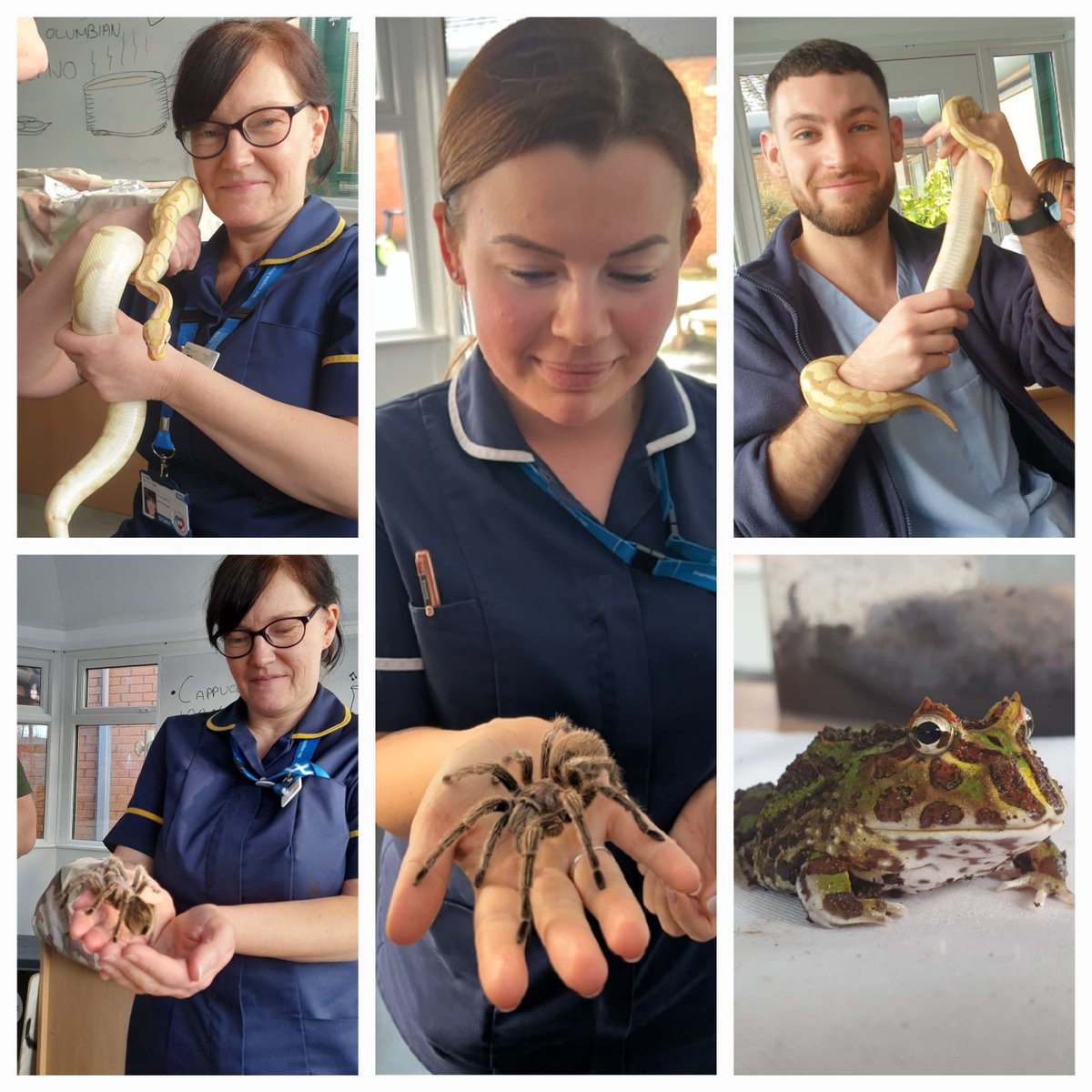 Fiona Melding 💙 (@fionamelding) on Twitter photo Great to see the return of <a href="/dannycritters/">Curious Critters</a> to Beech ward. One of our favourite groups on our activity programme. #Bestgroup <a href="/GMMH_NHS/">Greater Manchester Mental Health</a> <a href="/kay99dee/">KarenHodgetts</a> Great to see the return of <a href="/dannycritters/">Curious Critters</a> to Beech ward. One of our favourite groups on our activity programme. #Bestgroup <a href="/GMMH_NHS/">Greater Manchester Mental Health</a> <a href="/kay99dee/">KarenHodgetts</a>