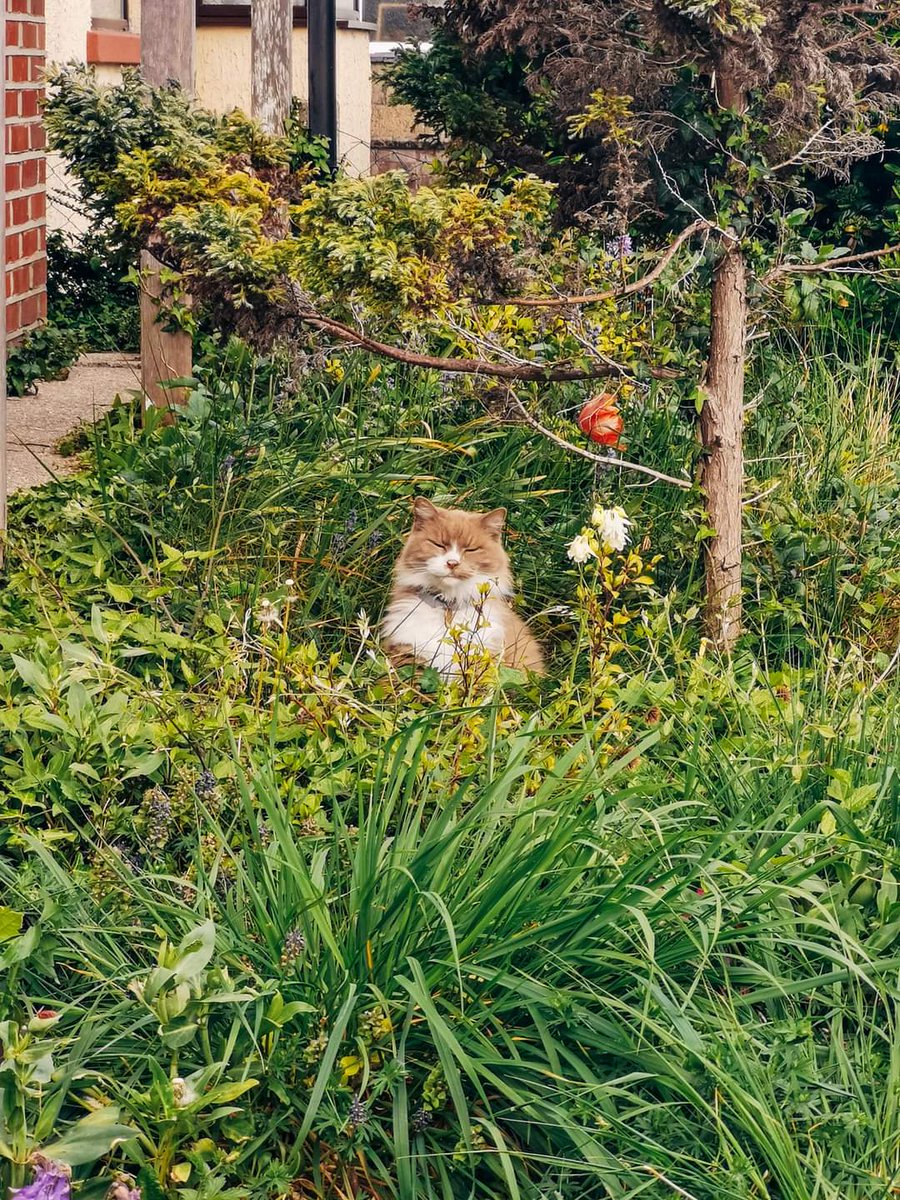 Today is an awful day as I had to say goodbye to my main fluff Spyro. I'm heartbroken to say he's gone. I miss you dearly Spyro and am grateful for the 10 years and few days we got together. I wish you were here. I love you.