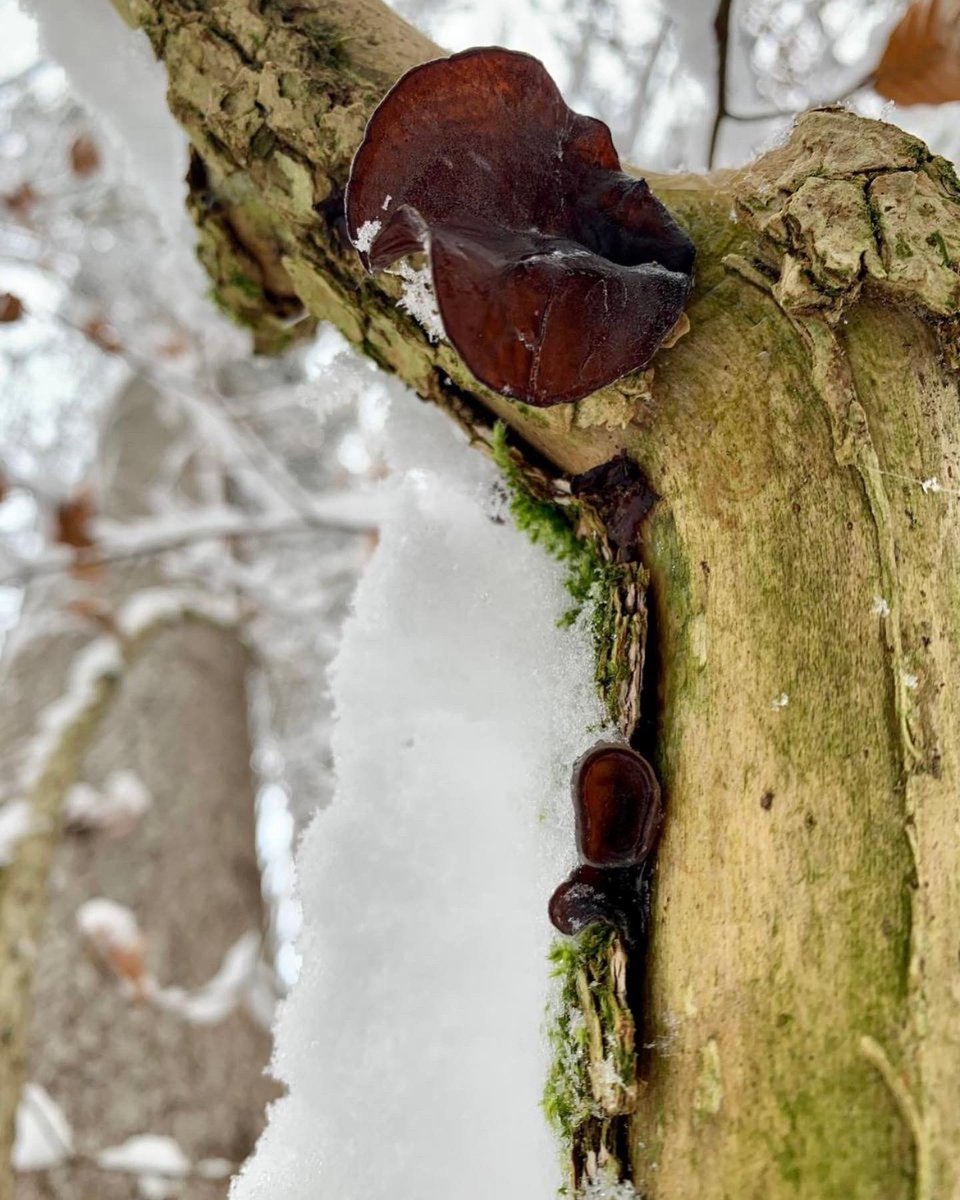 wildschytz's tweet photo. Auricularia auricula-judae
Judasohr (#essbar)
Aufgrund seiner nahezu weltweiten Verbreitung ist das #Judasohr auch ein sehr beliebter #Speisepilz der asiatischen #Küche, dort heißt das Judasohr Mu-Err Pilz.
Unter dem Namen kannst du es sogar bei uns im #Supermarkt finden. https://t.co/ezuNQKXLSJ