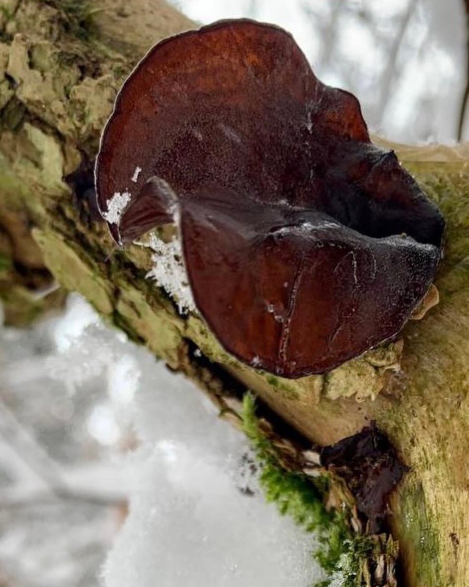 wildschytz's tweet photo. Auricularia auricula-judae
Judasohr (#essbar)
Aufgrund seiner nahezu weltweiten Verbreitung ist das #Judasohr auch ein sehr beliebter #Speisepilz der asiatischen #Küche, dort heißt das Judasohr Mu-Err Pilz.
Unter dem Namen kannst du es sogar bei uns im #Supermarkt finden. https://t.co/ezuNQKXLSJ