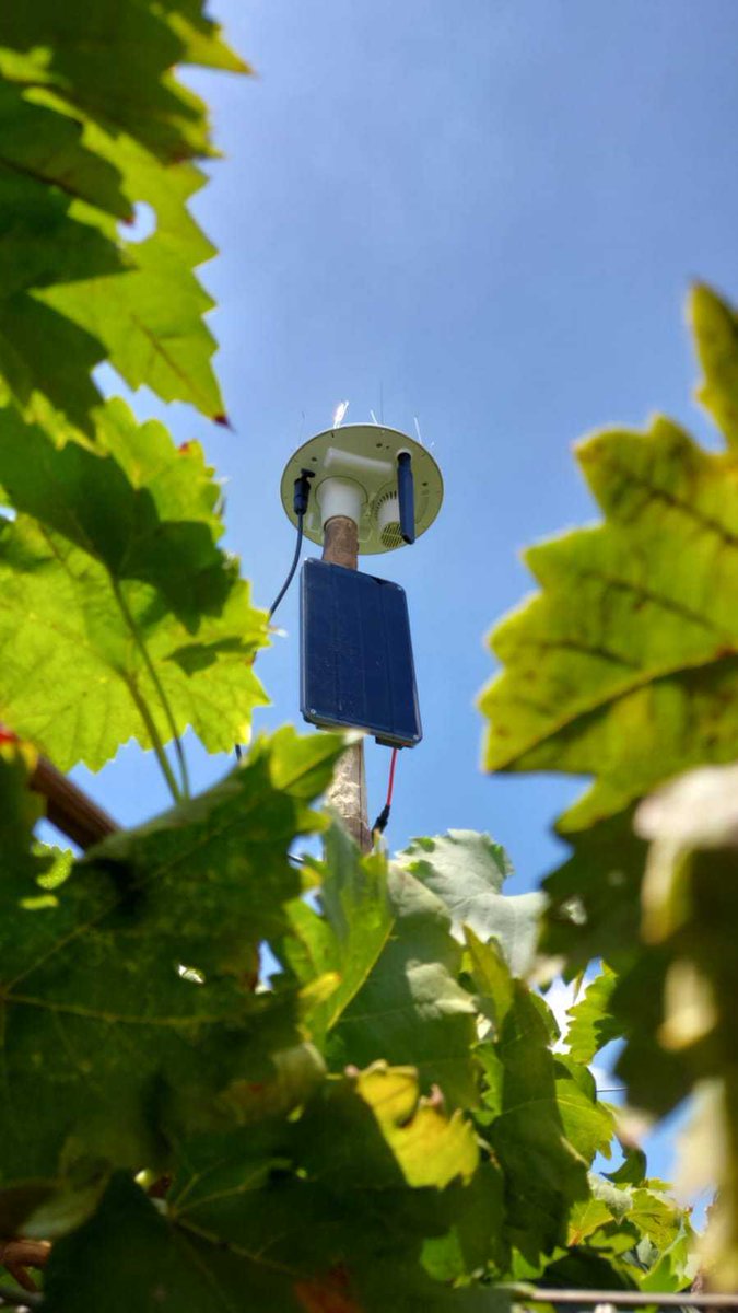 ArableLATAM's tweet photo. Mark 2 en viñedos 🍇 🍇 🍇 🍇 

#uva #grape #viñedos #clima #agriculturadeprecisión https://t.co/sEaKOxnvv4