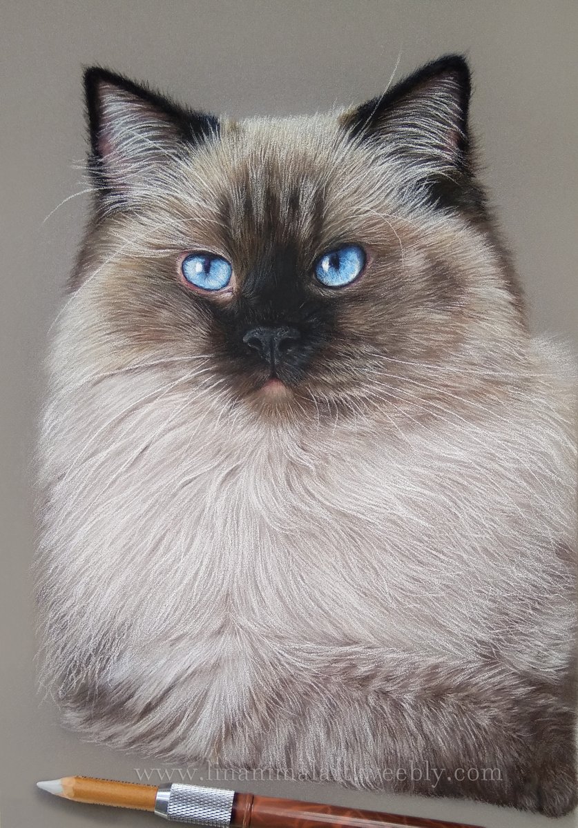 Linanimalart's tweet photo. Here is the finished portrait, hope you like it 😍
- Pastel pencils on Pastelmat paper
.
#cats #catart #catlover #catsofinstagram #catportrait #catdrawing #pet #petstagram #petlovers #petportraitartist #drawings #drawing #drawart #arte https://t.co/2esPnOGsWv