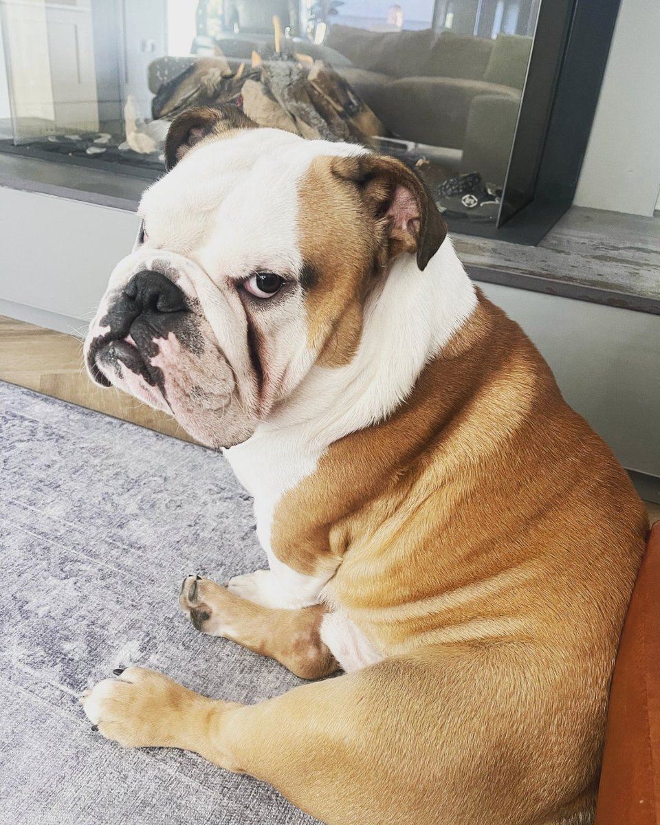 DrJoeGaunt's tweet photo. This guy 😂😂😂😘 #bignige https://t.co/r5VTkR1Flq