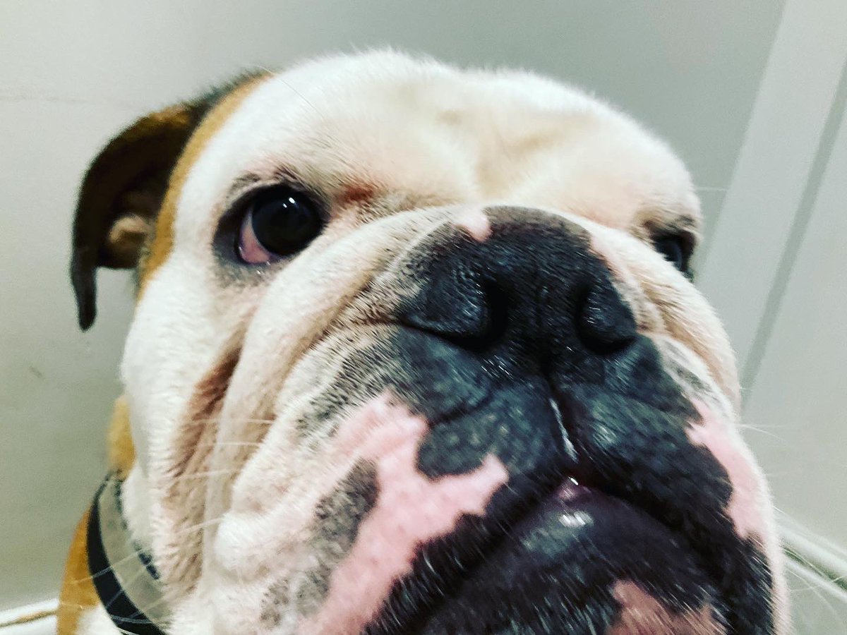 DrJoeGaunt's tweet photo. This guy 😂😂😂😘 #bignige https://t.co/r5VTkR1Flq