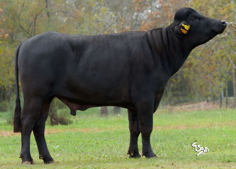 Intermizoo's tweet photo. 🐃 𝗜𝗻𝘁𝗲𝗿𝗺𝗶𝘇𝗼𝗼 𝘄𝗮𝘁𝗲𝗿 𝗯𝘂𝗳𝗳𝗮𝗹𝗼 𝗶𝗻𝘁𝗲𝗿𝗻𝗮𝘁𝗶𝗼𝗻𝗮𝗹 𝗰𝗮𝘁𝗮𝗹𝗼𝗴𝘂𝗲 🐃
☘ The new Water buffalo international catalogue is now online… https://t.co/UPVfwzEpUo https://t.co/CkBPkTmLCx