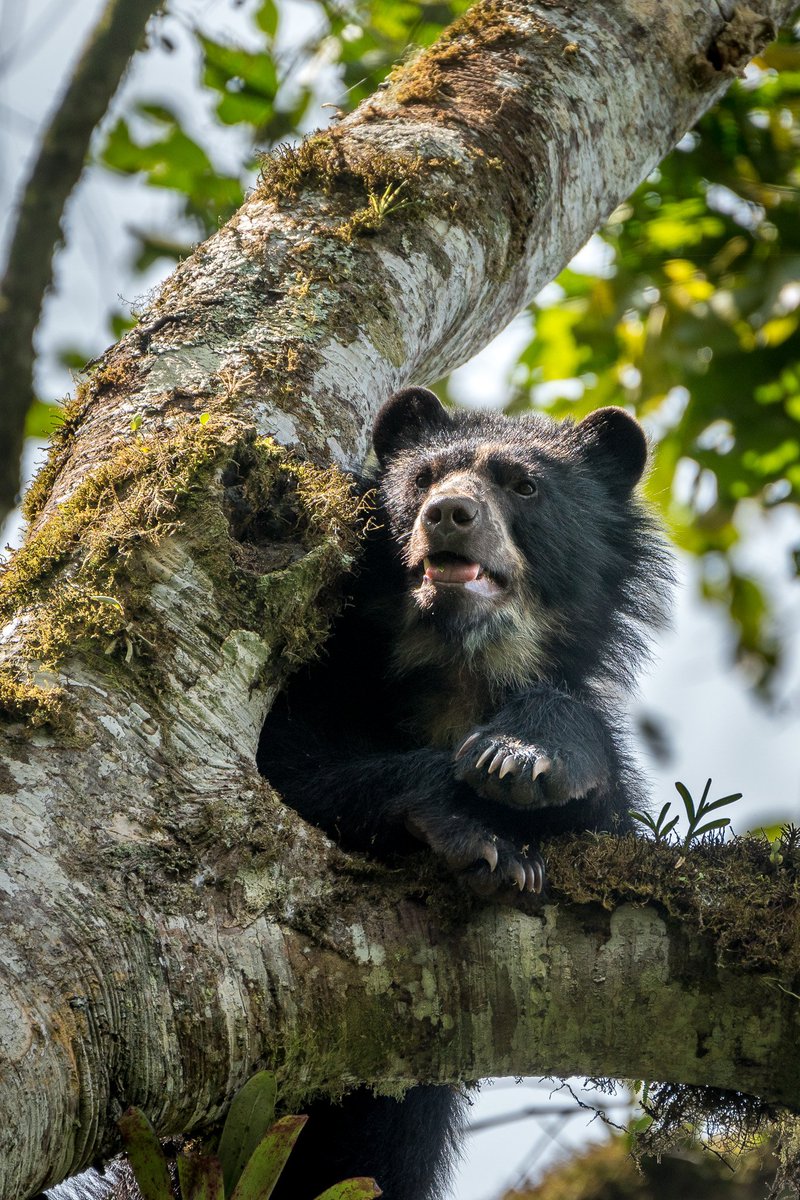 misskaileen's tweet photo. My absolute favorite animal I saw in Ecuador was the Andean bear, also known as the spectacled bear. Of the 5 different bears I saw while in Maquipucuna, this guy was one of the most photogenic https://t.co/XDa4Qc29kr