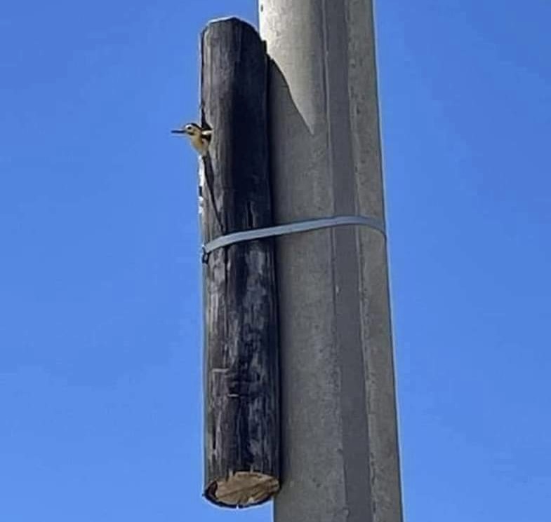 Guarromantico_'s tweet photo. Reemplazaron el poste de luz, pero le dejaron su casita al pájaro carpintero. 🥺 https://t.co/aXgGw9Muzn