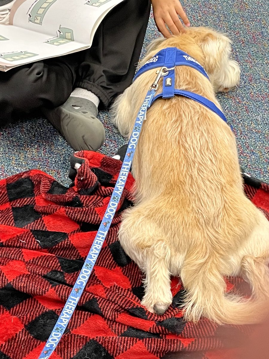 Angel Paws CFBC tweet media