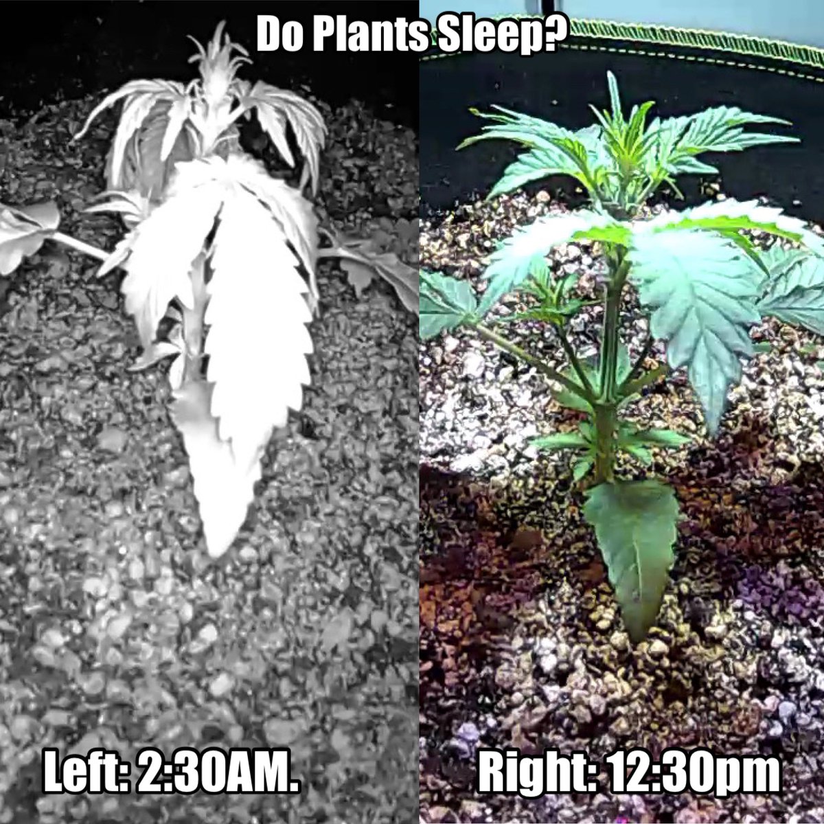 TheArmoireStore's tweet photo. All living things need rest. 2:30am versus 10 hours later, same day. Plants sleep!
#themoreyouknow #autoflowerpower #autoflowercommunity #autoflower #autoflowergrowers #autolove #autolovers #automatics #grower #grownathome #growathome #homegrow #growyourownmeds #growninthearmoire https://t.co/EPUj1Wu6Ft