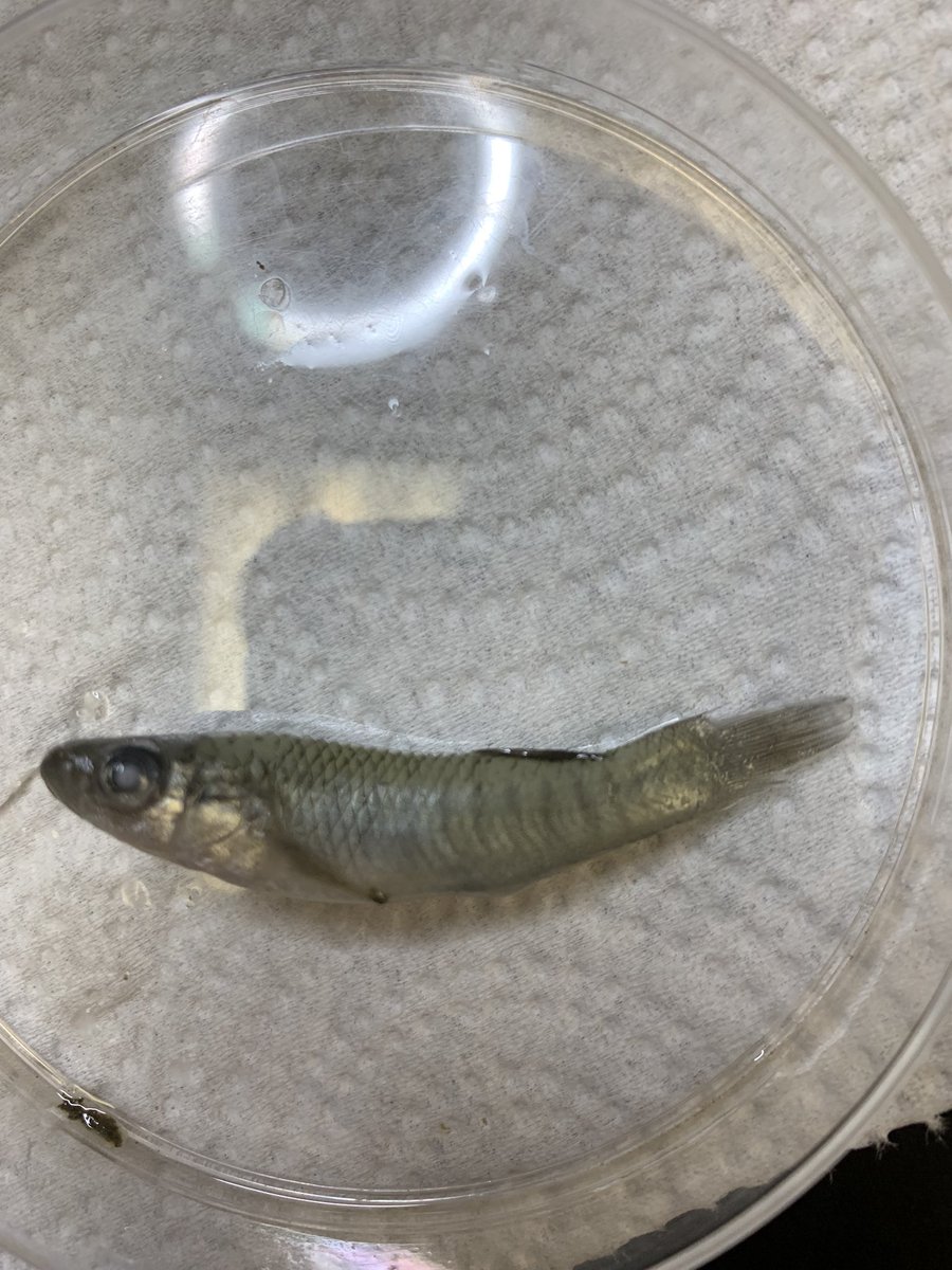 Fin_ella1's tweet photo. Hey #fish twitter. Can anyone help me identify this fish? It was found on an estuarine oyster reef in Louisiana in January 2023. thank you! https://t.co/Mm5RMaYeja