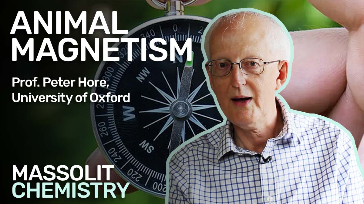 massolit_sci's tweet photo. How do birds *know* which way is south to migrate for the winter? 

In his lecture Prof. Peter Hore summarises the decades of work that went into figuring this out, and the unique brain chemistry we now know as "magnetoreception".  

https://t.co/BwbiwnkU0Y https://t.co/fHZ9DdG3ms