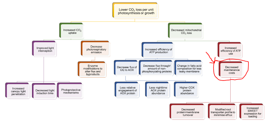 Excellent 2023 @NewPhyt review on 'Enhancing crop yields through improvements in the efficiency of photosynthesis & respiration'. Note that there are 2x more options in respn than in p-syn⬇️ Decreasing maintenance costs (esp. of protein turnover) is one! doi.org/10.1111/nph.18…