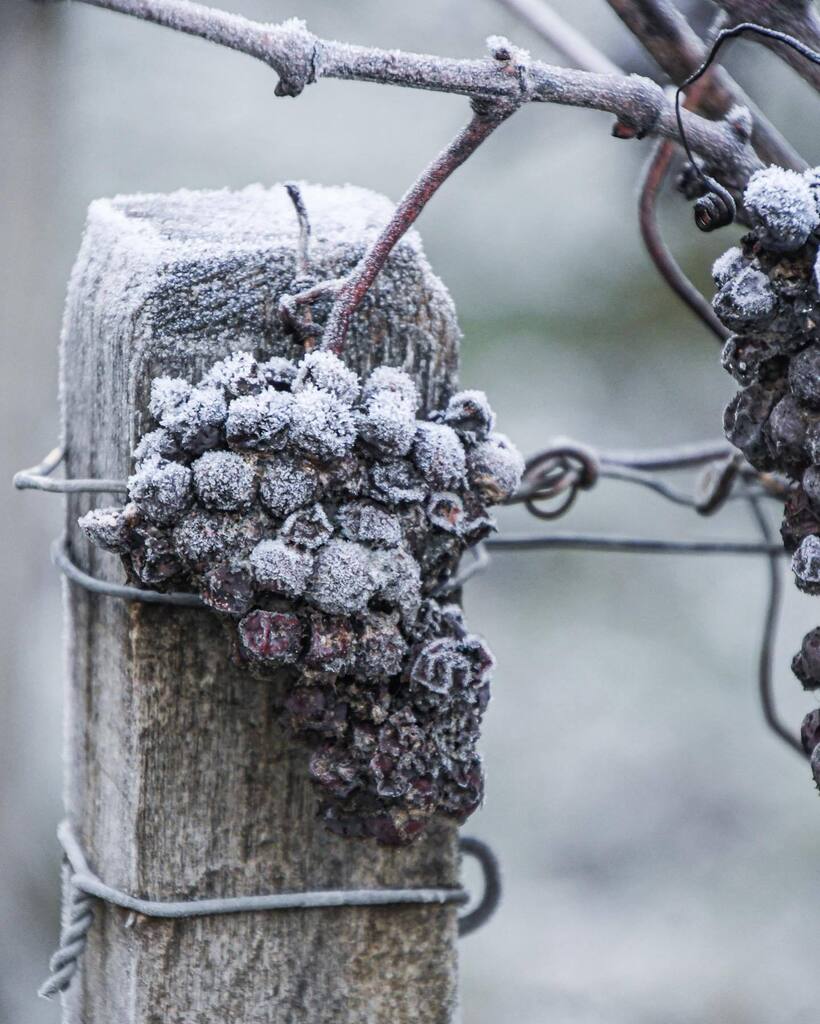 Frost, freeze, snow, a rigorous winter for future strong wine!
-
Follow us 👇⁠
@champagnegremillet⁠
@champagnegremillet⁠
-⁠
#champagnegremillet #gremilletsuccess #gremillet⁠ #1success1gremillet⁠ #champagnemoment
-⁠
Not intended to be seen by perso… instagr.am/p/Cnmr4OZN9lQ/