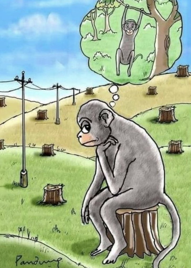 The reality is even worse: the monkey would have been beaten to death by the tree fellers long ago...

#habitatdestruction #massextinction #overconsumption #overpopulation #overshoot #ecosystemcollapse