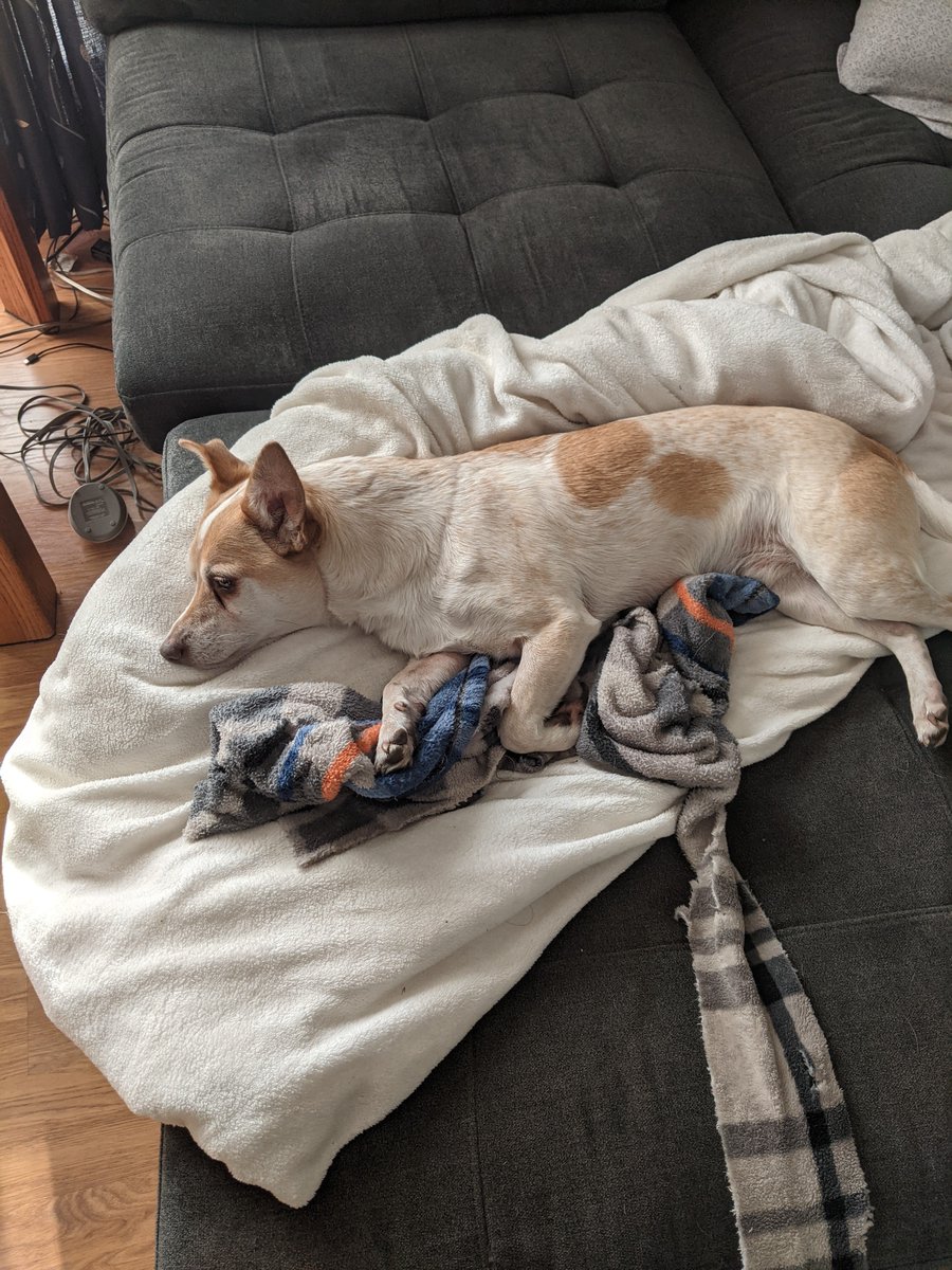 Buddy_Evergreen's tweet photo. @lilbadsnacks Kinda looks like our Jenkins, curious if they share a breed or two https://t.co/03grXdm0ll