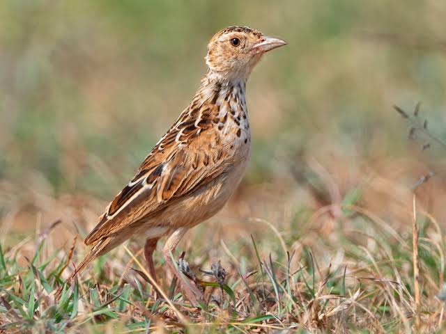 MigrantLandbird's tweet photo. 1/3 📢 ONLINE MEETING (link below)
Tomorrow (January 20) at 3 p.m. CET @FridayForBirds Bruktawit Abdu will give a presentation on two species, the population of each is estimated to number only 50–250 adults: Liben Lark and White-winged Fluftail. https://t.co/wAWBx8oKMq