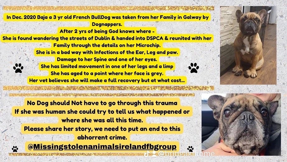 Baja’s Story - Truth of What happened, how she found her way back to her Family🧡
The condition she was left in by whoever had her after being taken 2 yrs ago #pettheftexposed #pettheftawareness #pettheftspecificrime #stopstealingourpets #EnforceTheLaw #ministerforjusticeireland