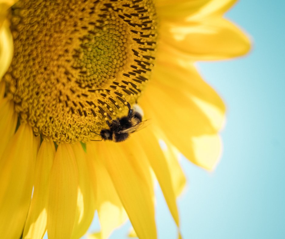 🌻 Sunflowers Make Bumblebees Poop

“Sunflower pollen makes bumblebees poo a whole lot,” says lead author Jonathan Giacomini, which flushes the parasite out.

✅ Learn more - ow.ly/UPqE50MupQS

#flowers #honeybees #savethebees #insects #plantlife