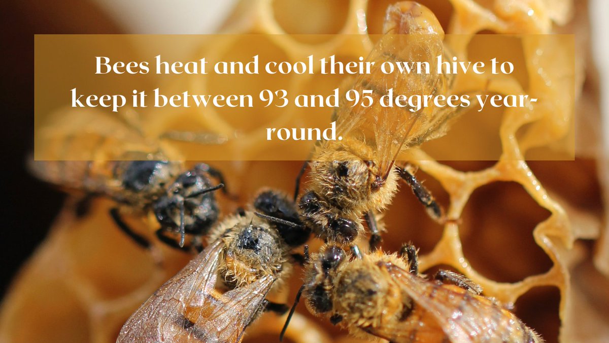 🍯 #HoneyBees heat and cool their own hive to keep it between 93 and 95 degrees year-round.

👉 #Bees are cold-blooded and must keep their hive at a constant temperature.

#lovebees #savethebees #flowers #honey #research #facts #beekeeping #backyardbees #biodiversity #lovehoney