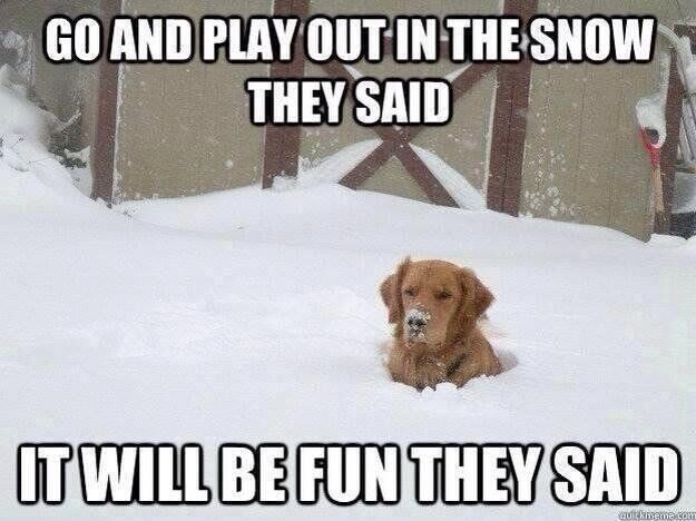 Do your furry friends like the snow? #desmoines #snow #winter #hvac #homeservices #plumbing #electrical