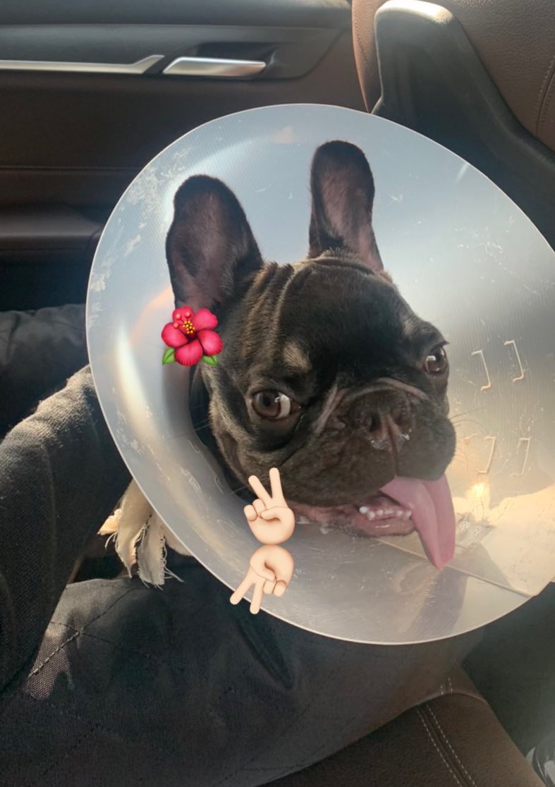 이쯤되면이 프린이 차가 아닐까..킹리적갓심
둘이 같이 본본이 데리고 병원갔다온듯