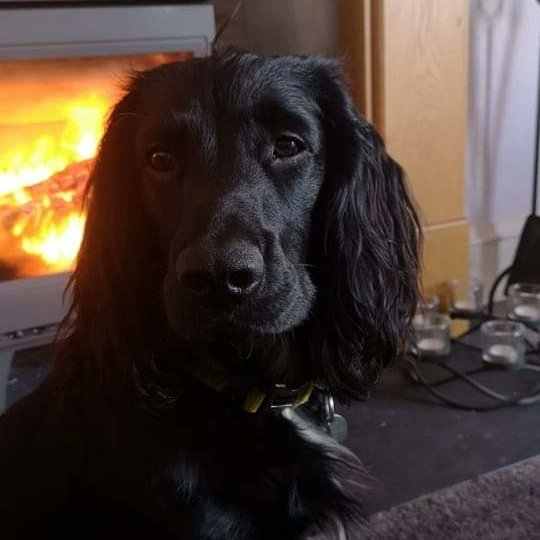 It's been a tad chilly in the Highlands so I've taken up residence by the woodburner... Happy Thursday peeps x