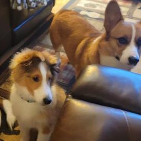 officialgooddog's tweet photo. Brodie, Shetland Sheepdog, Huntsville, AL •
"He fits right in to the gang. He is very smart, playful, and is learning his voice. He is a quick learner and pretty well behaved for a pup! He is growing like a weed and gives our corgi, Gizmo, lots of exercise."
#gooddogdogs https://t.co/dwpLdHl3ol