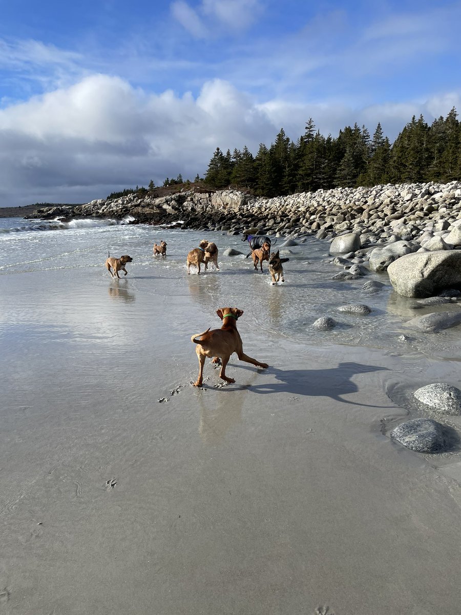 Pack walk today #4pawshfx #halifax #novascotia #dogs #dogsoftwitter #smellydogz #beach #dogwalk #dogwalker #nvhfx #hfx