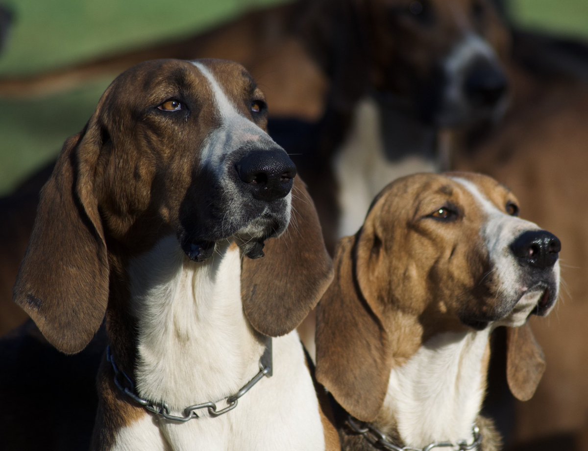 Portraits 🐶 
#ChasseACourre #Venerie #Chien 
#ChienDeChasse