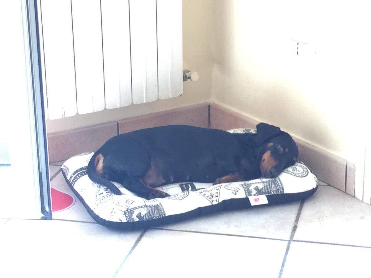 NancyBartowski's tweet photo. ⚠️AGGIORNAMENTO SHELLY⚠️ 
La nostra bimba sarà operata domani mattina alle 9.30, l’intervento sarà doppio, perché dovranno asportare il tumore e dovranno anche sterilizzarla…durerà non poco purtroppo…😞 
Speriamo soltanto che vada tutto bene…🙏🏼💙 #shelly #GoFundMe https://t.co/D7KUJF3k1d