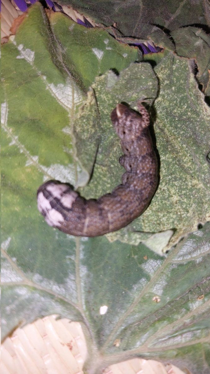 ibnuxusen07's tweet photo. This insect is harmful to all crops around #Baladweyn, and It is more dangerous than the others.
The only problem that the farmers facing is that they can not find any protection against this insect.
If there any advice and ideas about this insect you could support the farmers. https://t.co/cuVAuBtKPl