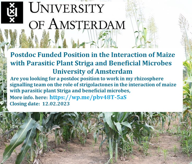 agristok's tweet photo. 📌 Postdoc Funded Position in the Interaction of Maize with Parasitic Plant Striga and Beneficial Microbes🌱🦠 at University of Amsterdam 🇳🇱... Please Retweet and spread the word! For details visit the link below👉 https://t.co/00XPoUsS7D https://t.co/GnfI0EmEEV