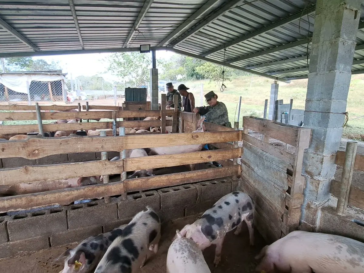 senafrontpanama's tweet photo. #Chepo》Nuestras unidades de Seguridad Ciudadana del #BATCHE realizan recorridos preventivos y visitas a productores de cerdos en Tierra Prometida de Tanara y seguimientos a los Comercios Vigilantes en Unión de Azuero.

#OrgullosoDeSerFronterizo https://t.co/7V0aMH1Kvy