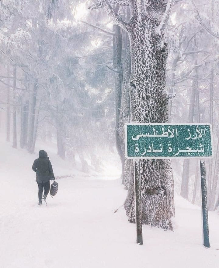 SSyahwy's tweet photo. هل تعلم ان غابات الارز الاطلسي في شمال الزازائير والتي تكتسي الابيض اليوم، هي غابات اصلها من المغرب وقد هربها الكابرانات فقط
شكلك ماتعلم..!؟ https://t.co/JngaCfzPA7