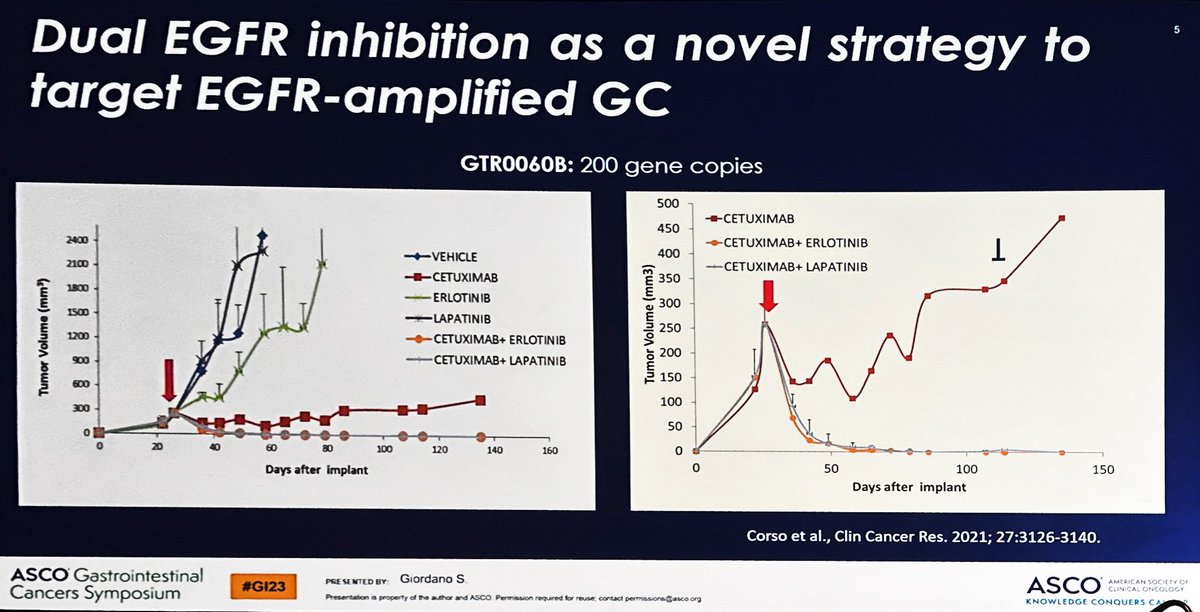 pashtoonkasi's tweet image. #EGFR amplified upper GI adenocarcinomas; an under recognized subset.

#GI23 @ASCO preclinical and PDX data being presented. 

Also shoutout 🗣️to our paper @JCO_ASCO @SteveMaronMD🙌🏾.

#STCSM #ESOCSM