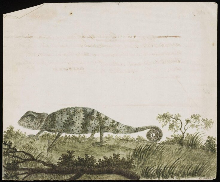 talloaksfrom's tweet photo. What's your favourite #lizard @LinneanSociety ?
#Lizardevolution
Me the Chameleon. This one was painted by Christiana Grace Turnour Gibson (1804 - 1884). https://t.co/E8G66I5zjY
