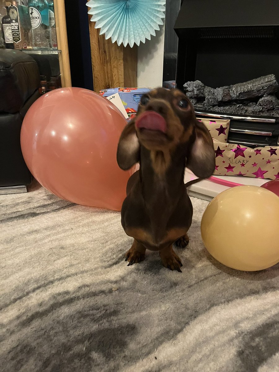 WithAC86's tweet photo. In happier news, it’s baby Sausages birthday today. He’s 2 🥰🥰 can’t cope with his cuteness #HappyBirthday #Sausage #SausageDog #dogsoftwitter #DogBirthday #TwoToday #2today #PuppyLove #PuppiesOfTwitter #SosigDog https://t.co/oeh4dnN5rd