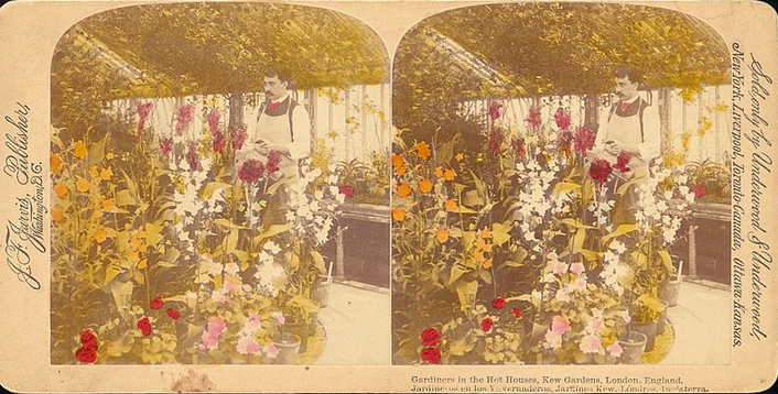 KatieDonington's tweet photo. Last chance to apply for this fascinating PhD project 'Kew and the colonial botanic garden in an era of decolonisation' with @CarolineCornis1 at KCL - deadline 27th Jan
https://t.co/PwF9OfzrpT https://t.co/RGxsmwvluO
