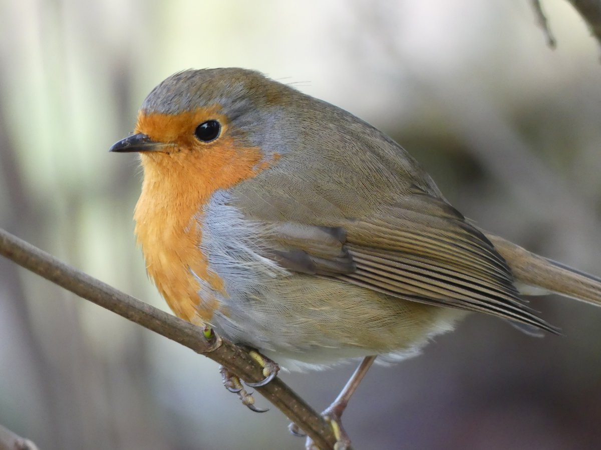 ROBIN

#robins #birds #robin #nature #bird #birdsofinstagram #wildlife #robinsofinstagram #robinredbreast #birdphotography #naturephotography #birdwatching #love #wildlifephotography #rspb #gardenbirds #TwitterBird