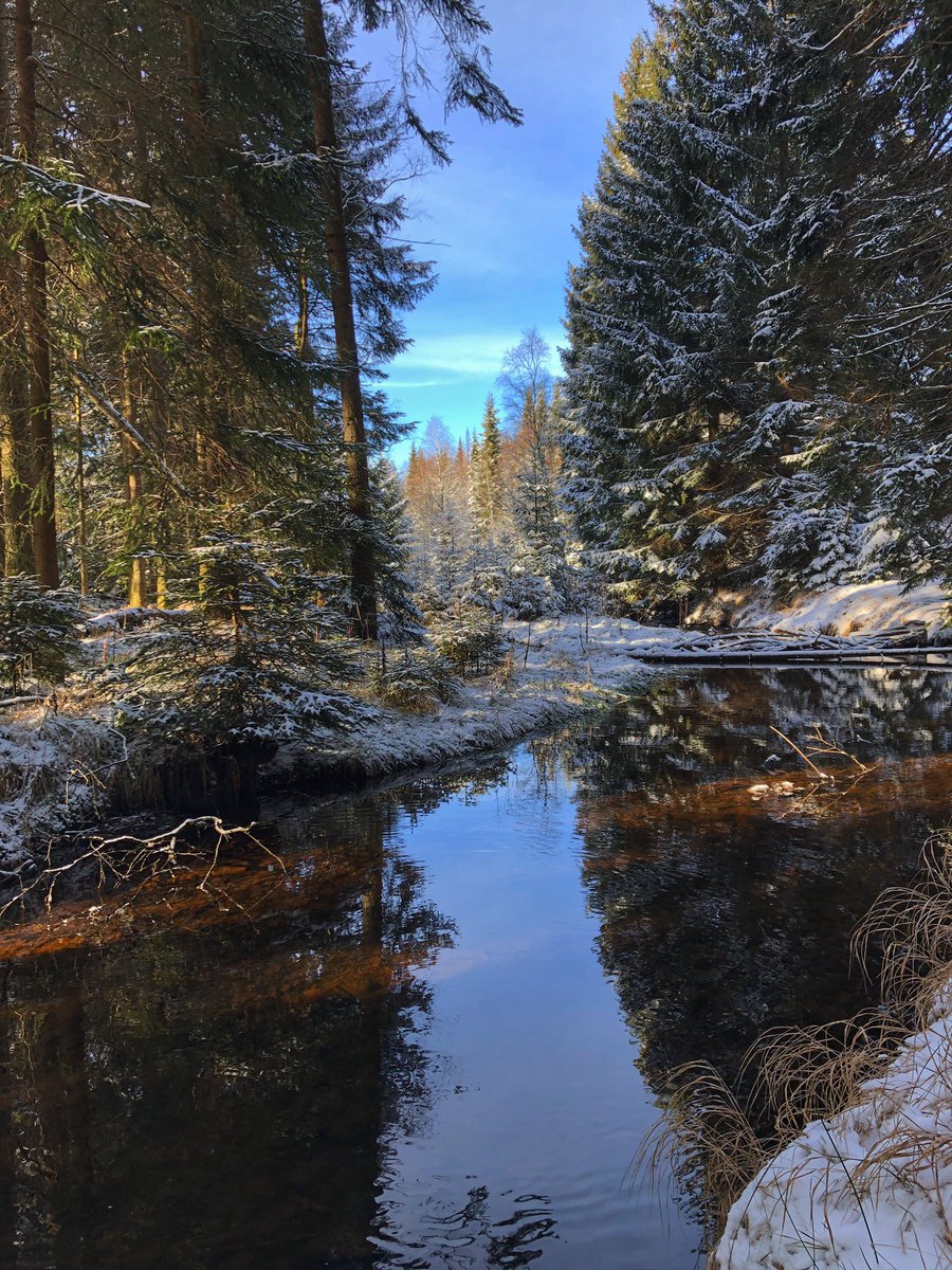 Hochtouren's tweet photo. viel Schnee liegt noch nicht im #Osterzgebirge um #Schellerhau aber in den nächsten Tagen soll es noch Nachschub geben; einen schönen Winterwald an der Roten Weißeritz gab es heute aber allemal #Sachsen https://t.co/KEmSE4emUw