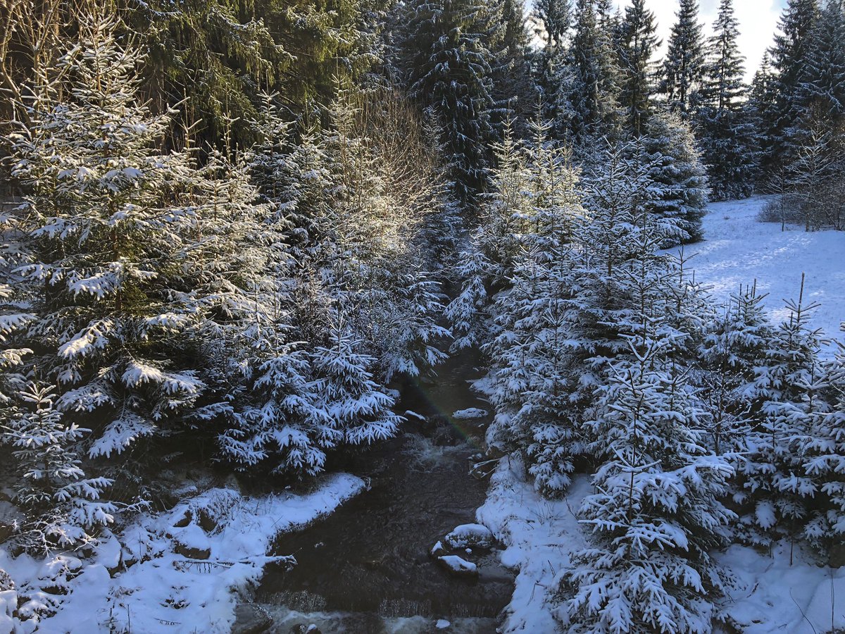 Hochtouren's tweet photo. viel Schnee liegt noch nicht im #Osterzgebirge um #Schellerhau aber in den nächsten Tagen soll es noch Nachschub geben; einen schönen Winterwald an der Roten Weißeritz gab es heute aber allemal #Sachsen https://t.co/KEmSE4emUw