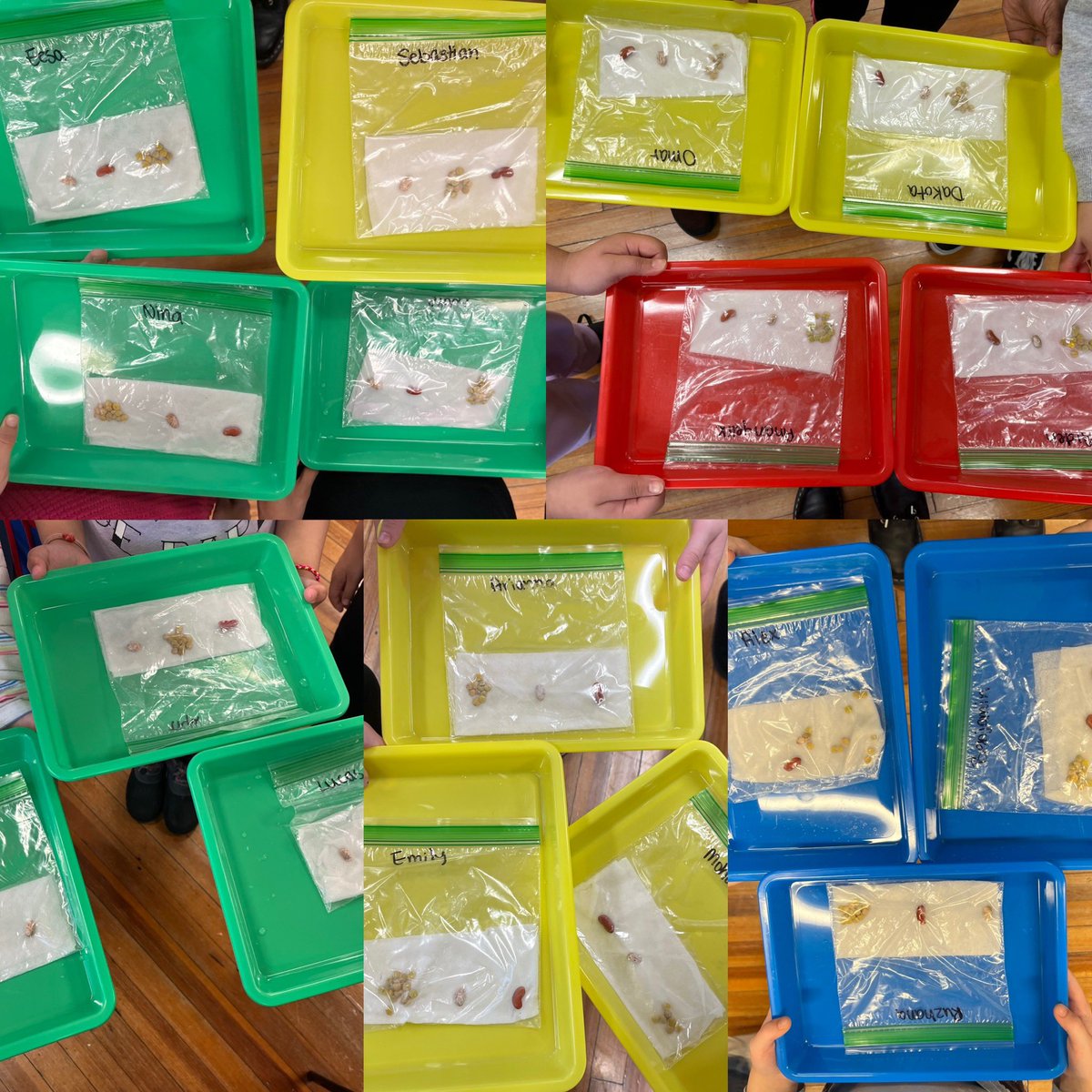 ms_nathanson's tweet photo. Learning all about the plant life cycle! π± #WeeGrow @SuzanneMera @WeehawkenTSD https://t.co/yzffpla72r