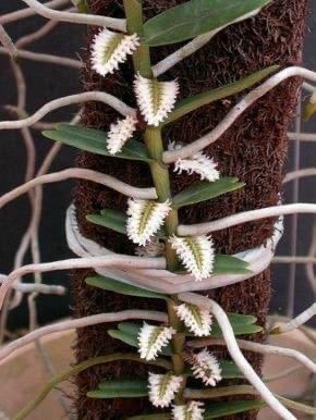 Raras orquídeas