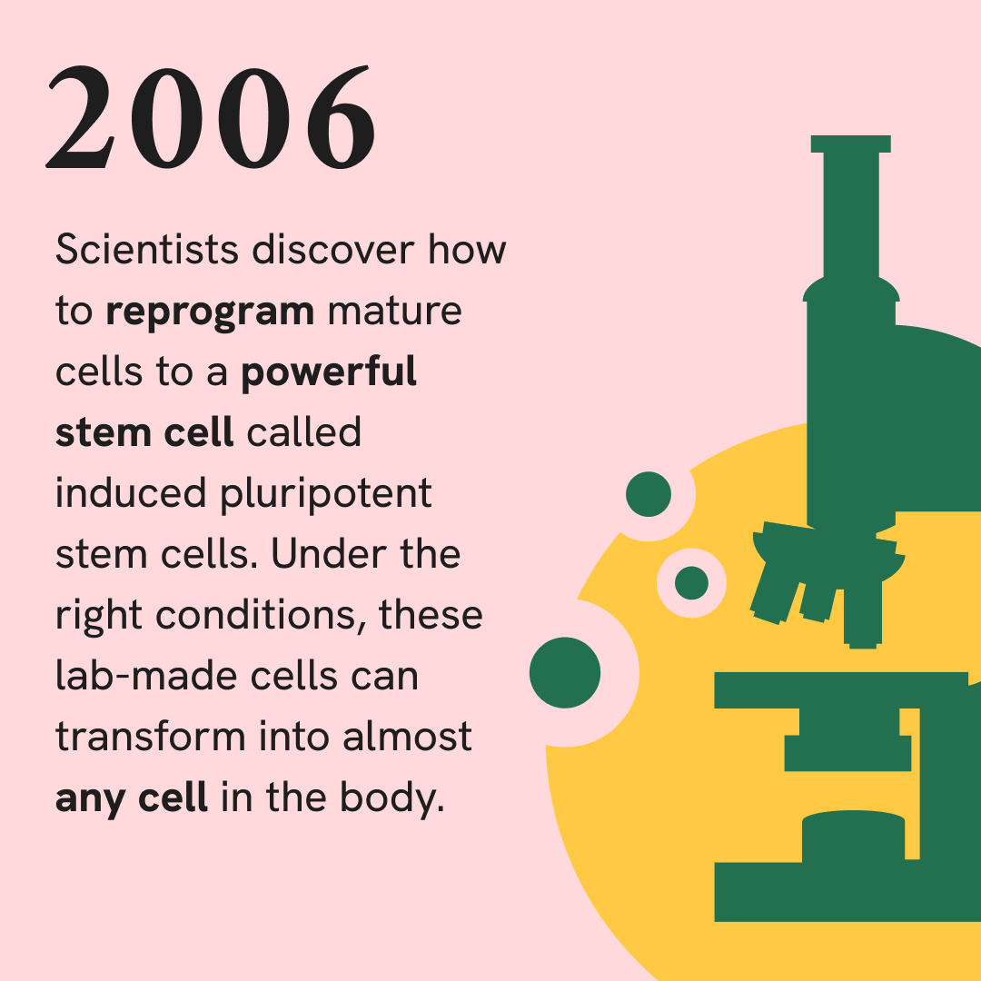 Infographic explaining that in 2006 scientists discovered how to reprogram mature cells to a powerful stem cell called induced pluripotent stem cells. Under the right conditions, these lab-made cells can transform into almost any cell in the body.