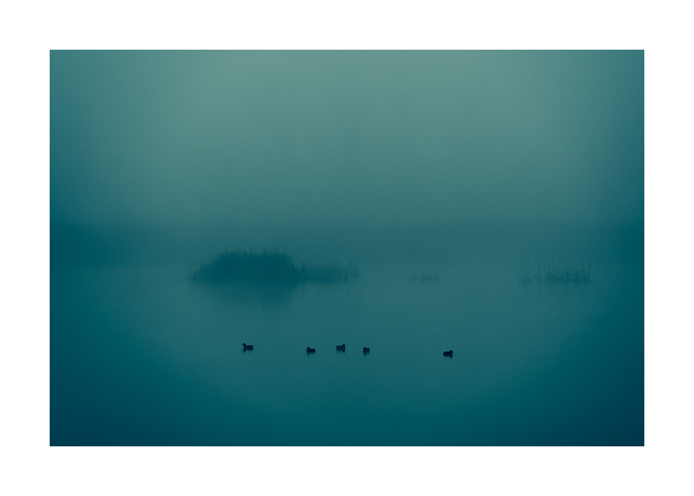 xaviermanrique's tweet photo. Desfent pensaments d’una memòria farcida de silencis.

#transitsproject #uproject
#nature #winter #lake #ducks
#visualpoetry #artnature
#poemavisual #bellesa #melangia
#misty
#landscapephotography #naturephtography #fineartphotography 
#xmanrique https://t.co/mzdfnc9dXY