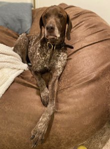 Southeast GSP Rescue tweet media