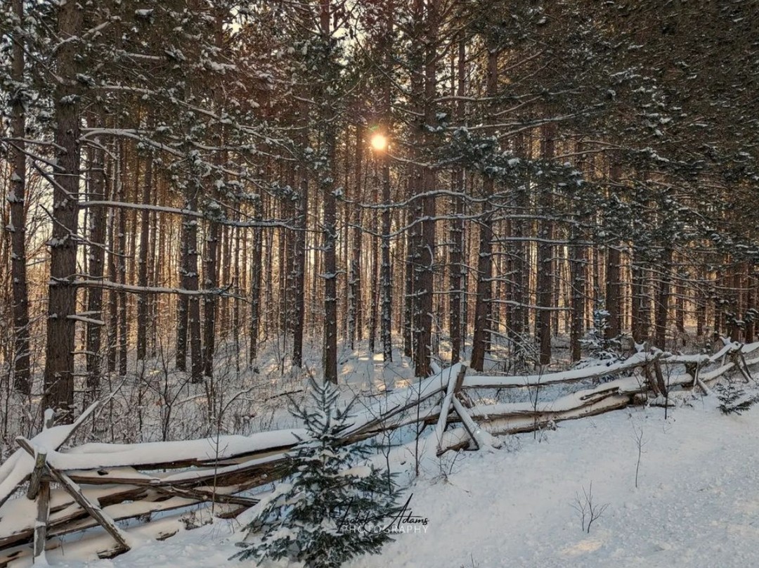 OnHighlands's tweet photo. That golden light ☀️ peeping through a grove of pines along Tennyson Road on the way to Perth, Ontario. 📸 : Creative Spaces - Izzy Adams #ComeWander #LanarkCounty #PerthON https://t.co/xnOVTDevHH