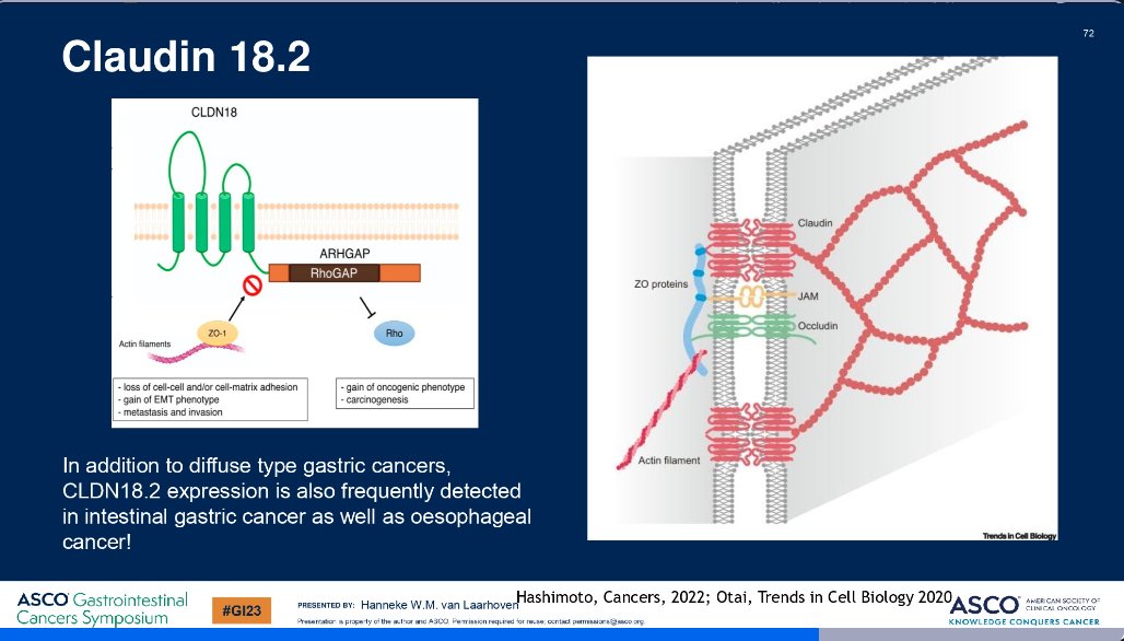 Just as no oncologist worth their salt would dream of treating breast cancer without knowing ER/PR/her2 status it is increasingly inconceivable that we would approach upper GI cancer uninformed by biomarkers: MMR, PDL1, her2, FGFR2, &amp; now claudin 18.2  
#GI23 checklist manifesto?