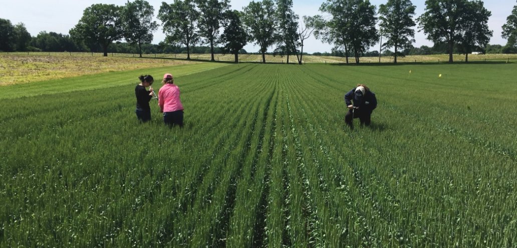 KBSLTER's tweet photo. This summer the @KBSLTER will be hosing 3 #REUs, located at @UMich! We have fantastic mentors lined up - Drs. Jenn Blesh, Cheyenne Lei, &amp; Mia Howard! 

Students - apply today for research opportunities in the lab, field, and greenhouse! 

https://t.co/Gg0oFs8DFS @USLTER @kbsltar https://t.co/DoeqZFTwcc